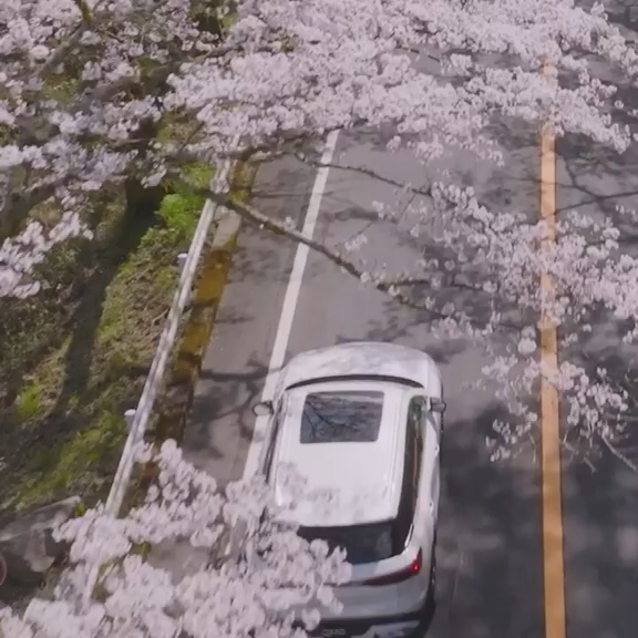 Overhead view of INFINITI car driving past cherry blossoms
