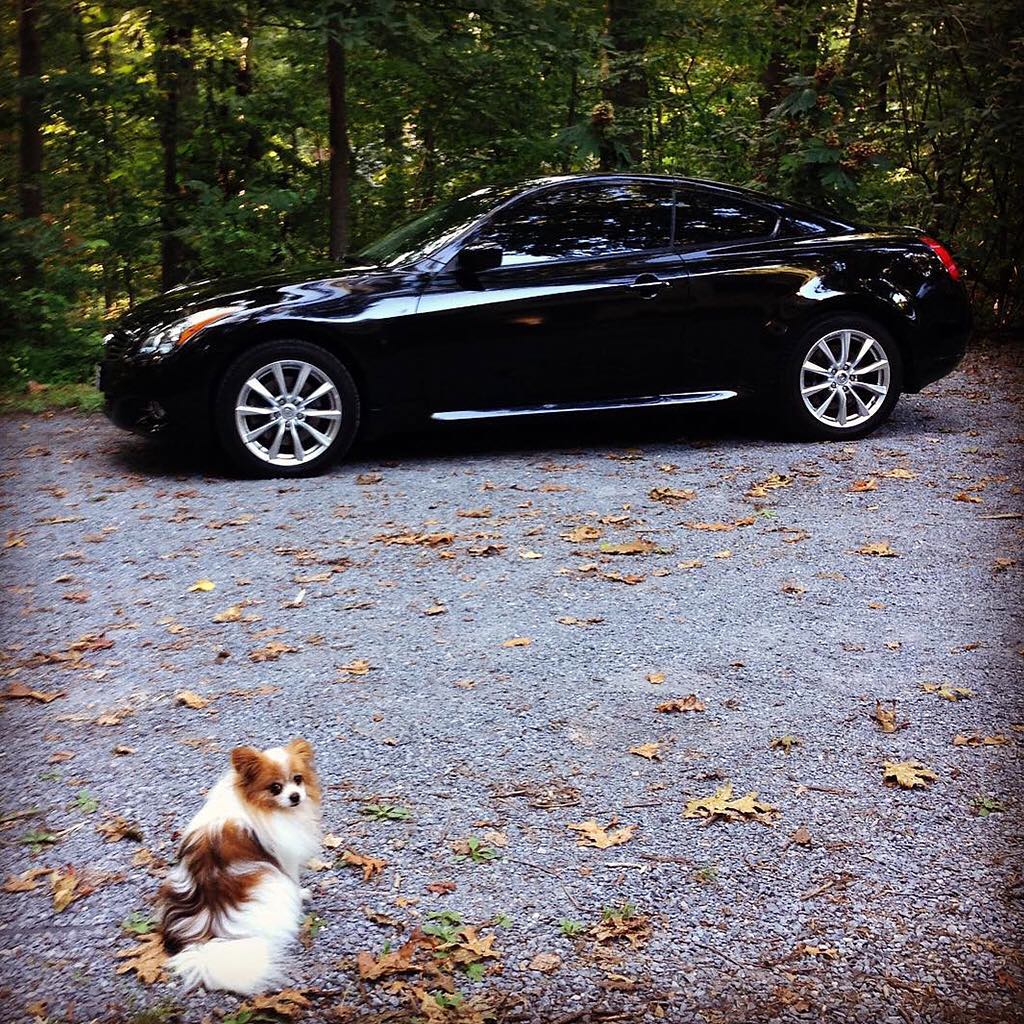 Dog sitting in front of parked INFINITI G35 luxury sport coupe