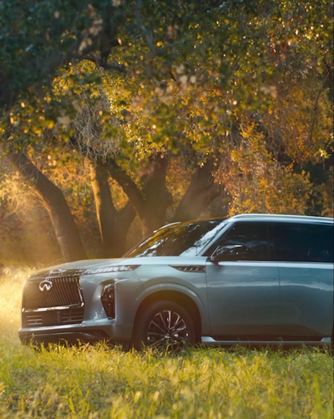 INFINITI QX80 SUV in a beautifully lit clearing